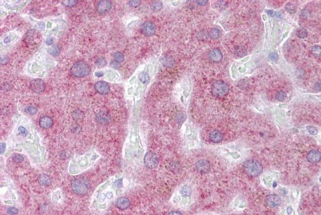 PON3 Antibody in Immunohistochemistry (IHC)