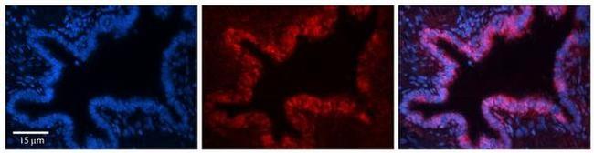 SQLE Antibody in Immunohistochemistry (Paraffin) (IHC (P))