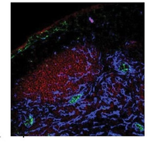 PPAP2A Antibody in Immunohistochemistry (IHC)