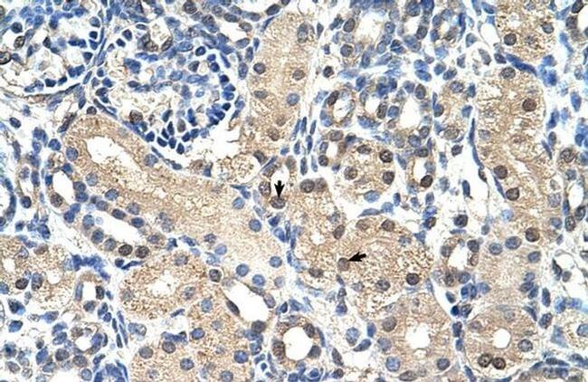 GPR161 Antibody in Immunohistochemistry (Paraffin) (IHC (P))