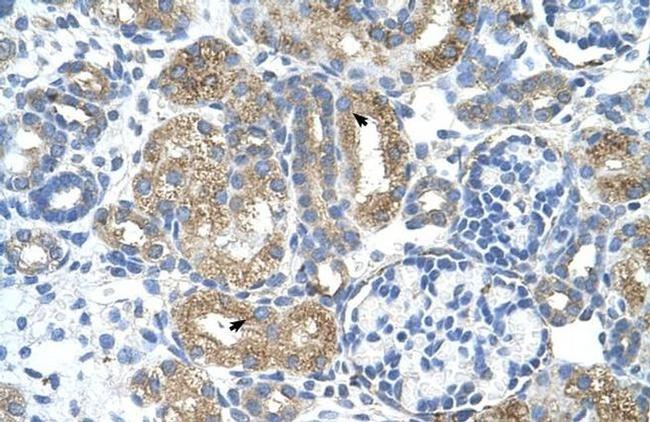 COBLL1 Antibody in Immunohistochemistry (IHC)