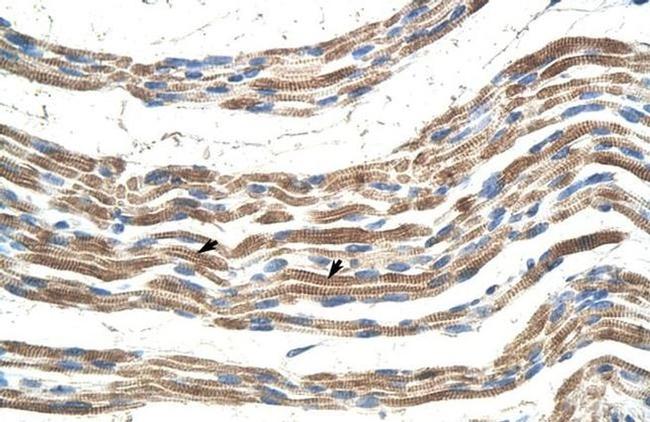 Pannexin 2 Antibody in Immunohistochemistry (IHC)