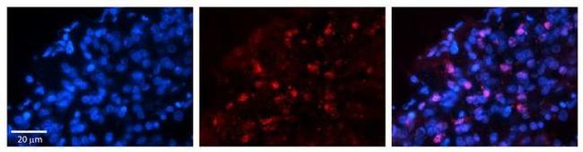 WWP1 Antibody in Immunohistochemistry (Paraffin) (IHC (P))