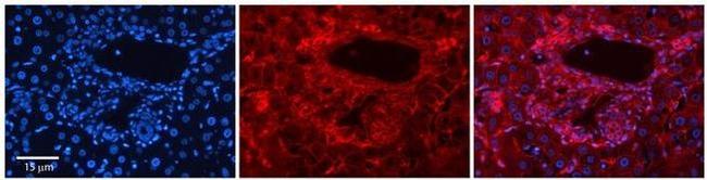 SLC26A1 Antibody in Immunohistochemistry (Paraffin) (IHC (P))