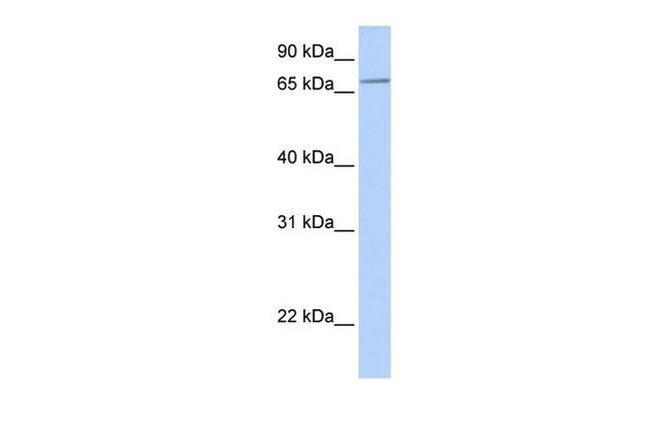 SLC44A3 Antibody in Western Blot (WB)