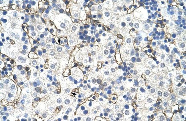 SLC39A5 Antibody in Immunohistochemistry (IHC)