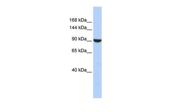 PWP2 Antibody in Western Blot (WB)