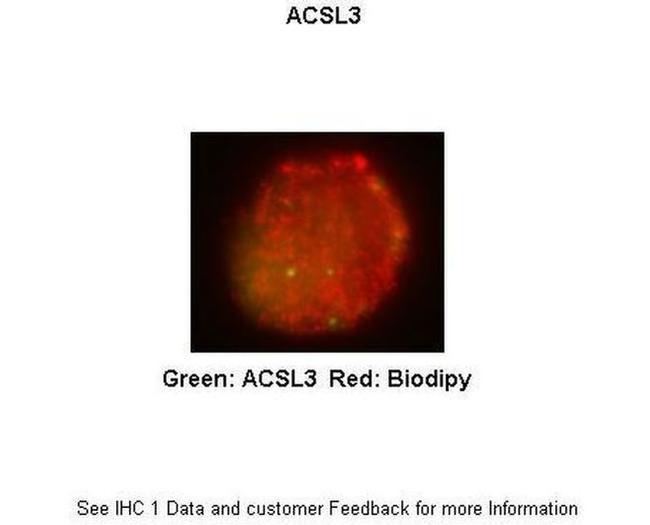 ACSL3 Antibody in Immunocytochemistry (ICC/IF)