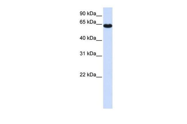 ZNF117 Antibody in Western Blot (WB)