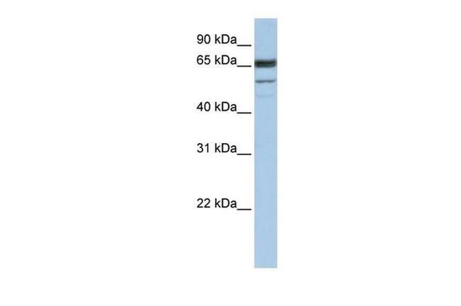 SEPN1 Antibody in Western Blot (WB)