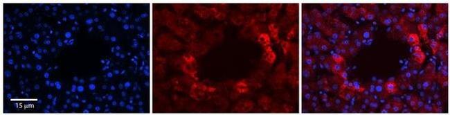 RABL4 Antibody in Immunohistochemistry (Paraffin) (IHC (P))