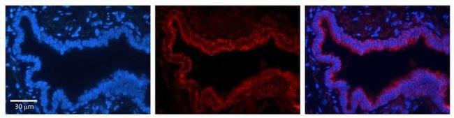 Transketolase Antibody in Immunohistochemistry (Paraffin) (IHC (P))