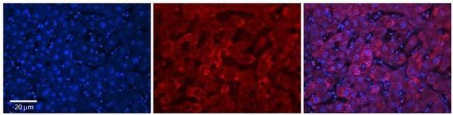 UGT1A7 Antibody in Immunohistochemistry (Paraffin) (IHC (P))