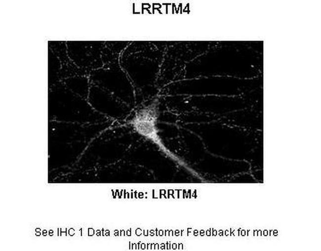 LRRTM4 Antibody in Immunohistochemistry (IHC)