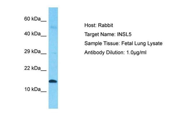 INSL5 Antibody in Western Blot (WB)