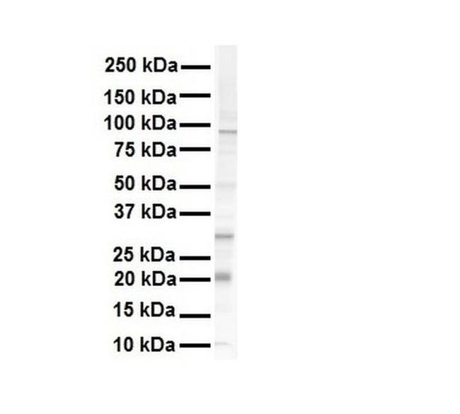 K-Ras Antibody in Western Blot (WB)