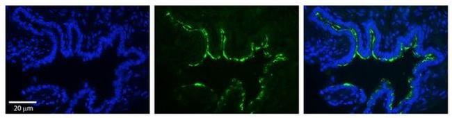 RAB1A Antibody in Immunohistochemistry (Paraffin) (IHC (P))