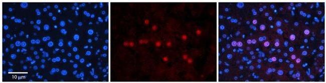 GNL3L Antibody in Immunohistochemistry (Paraffin) (IHC (P))