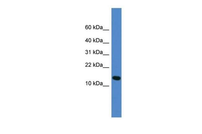 UFM1 Antibody in Western Blot (WB)