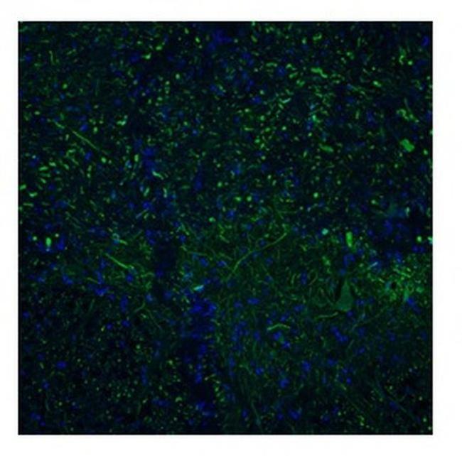 TAAR5 Antibody in Immunohistochemistry (IHC)