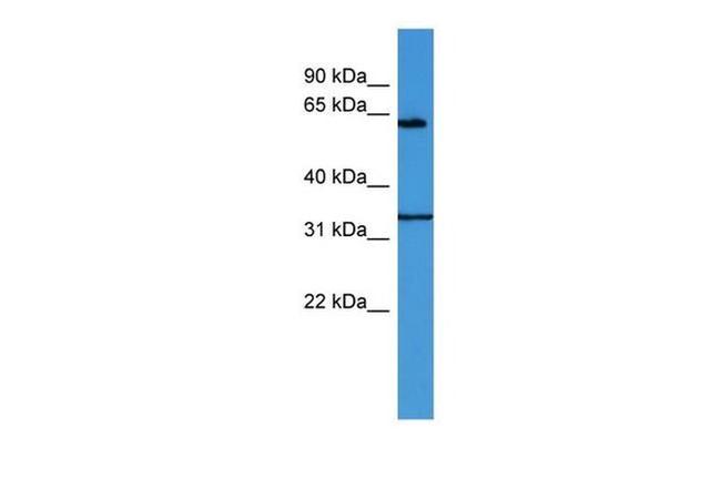 ENOX2 Antibody in Western Blot (WB)