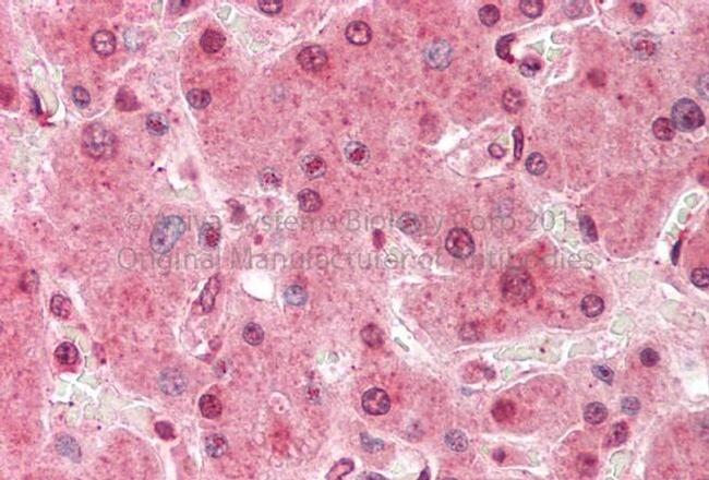 Sorbitol Dehydrogenase Antibody in Immunohistochemistry (Paraffin) (IHC (P))