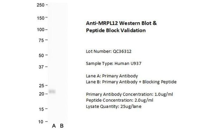 MRPL12 Antibody in Western Blot (WB)