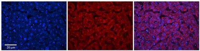 ABHD14A Antibody in Immunohistochemistry (Paraffin) (IHC (P))