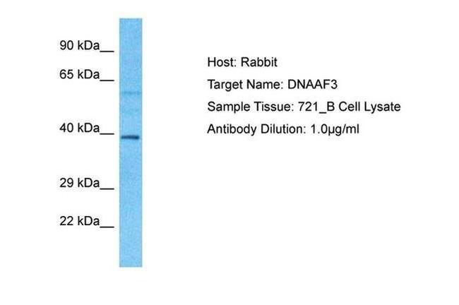 DNAAF3 Antibody in Western Blot (WB)