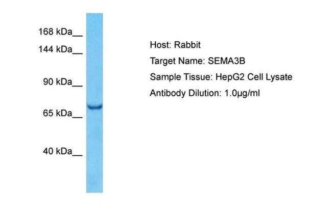 SEMA3B Antibody in Western Blot (WB)