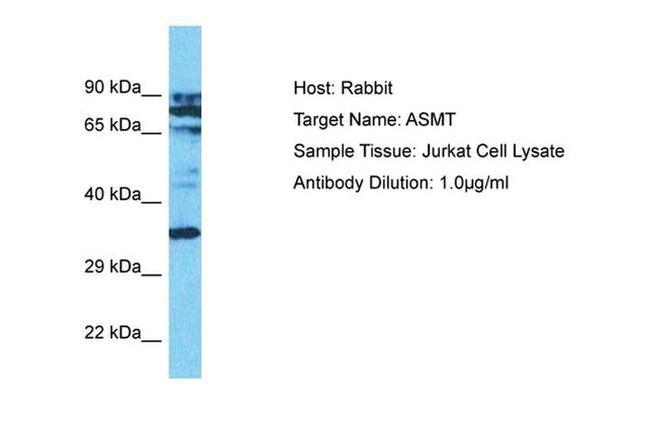 ASMT Antibody in Western Blot (WB)