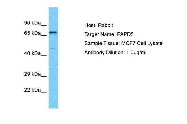 PAPD5 Antibody in Western Blot (WB)