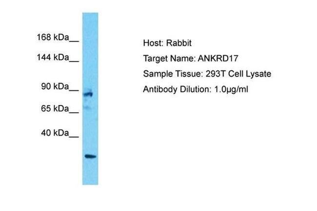 ANKRD17 Antibody in Western Blot (WB)