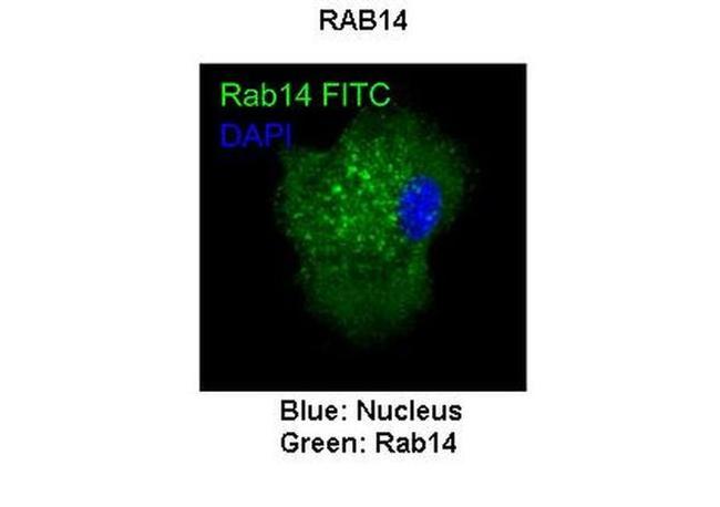 RAB14 Antibody in Immunocytochemistry (ICC/IF)