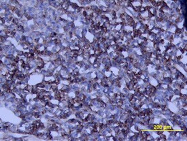 Growth Hormone Antibody in Immunohistochemistry (Frozen) (IHC (F))