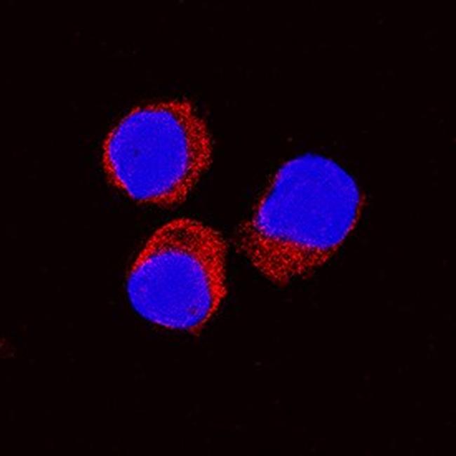 IL-10 Antibody in Immunocytochemistry (ICC/IF)