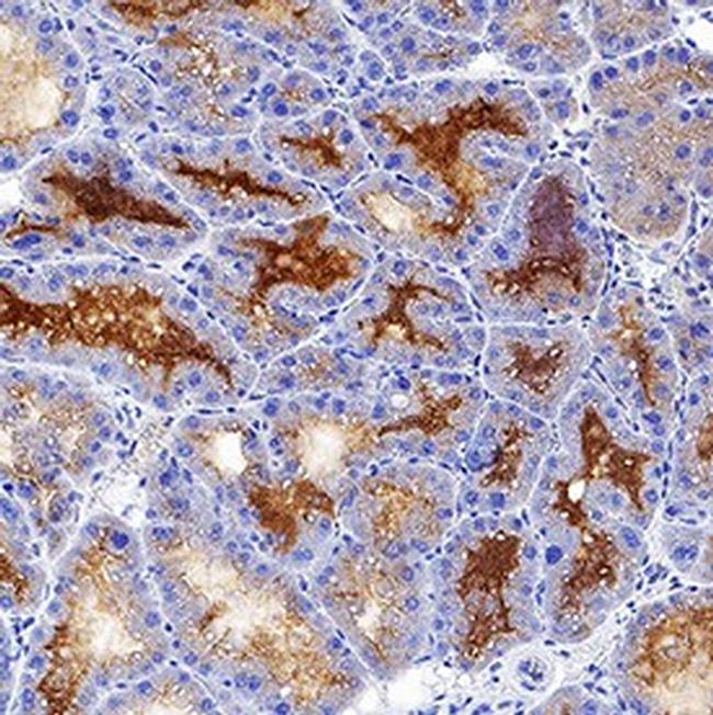 NGAL Antibody in Immunohistochemistry (Frozen) (IHC (F))