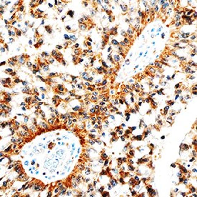 betacellulin Antibody in Immunohistochemistry (Paraffin) (IHC (P))