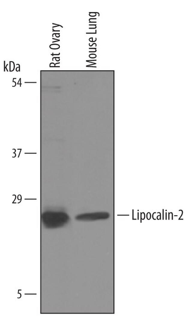 NGAL Antibody in Western Blot (WB)