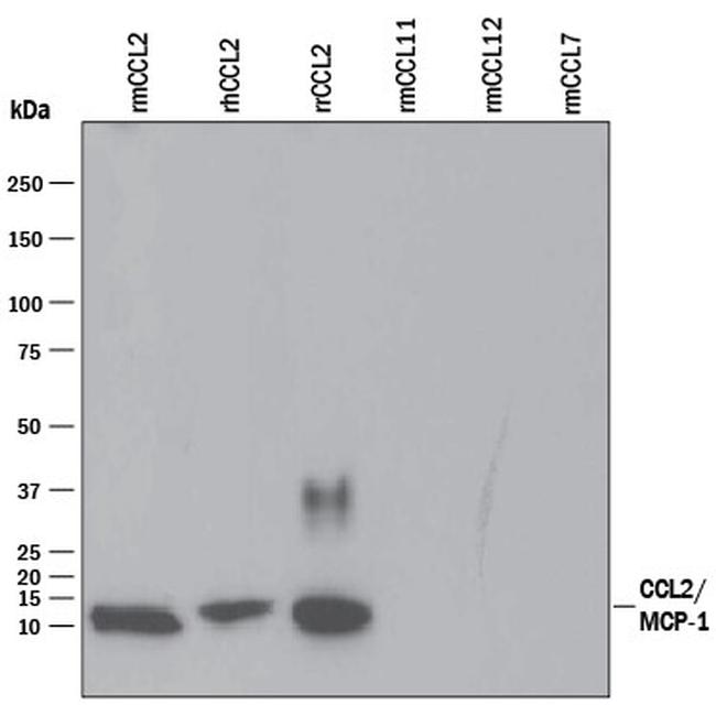 MCP-1 Antibody in Western Blot (WB)