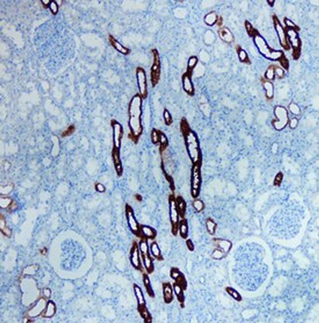 Uromodulin Antibody in Immunohistochemistry (Paraffin) (IHC (P))