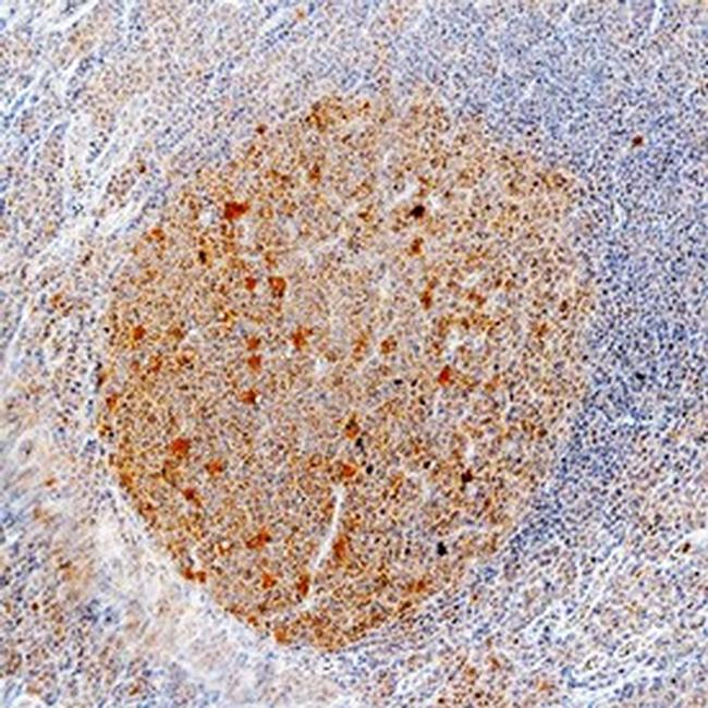 CCL3 Antibody in Immunohistochemistry (Paraffin) (IHC (P))