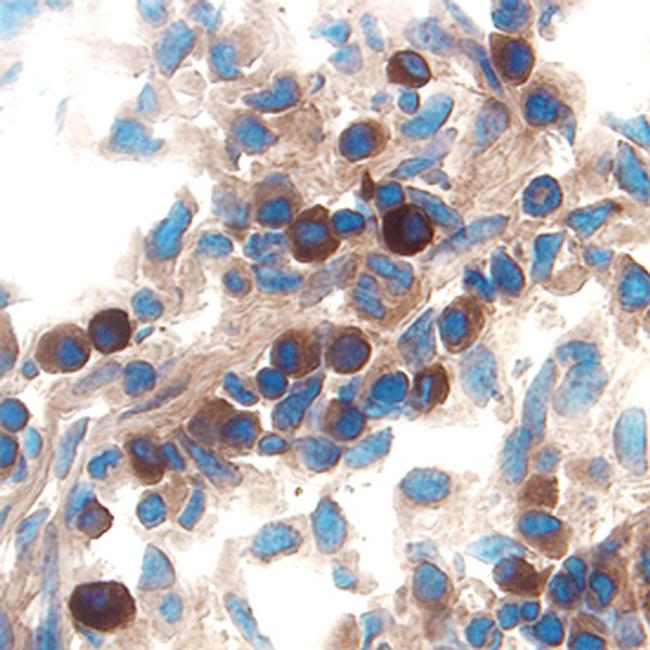 IL-15 Antibody in Immunohistochemistry (Frozen) (IHC (F))