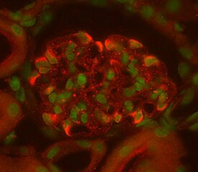 VEGF-164 Antibody in Immunohistochemistry (Frozen) (IHC (F))