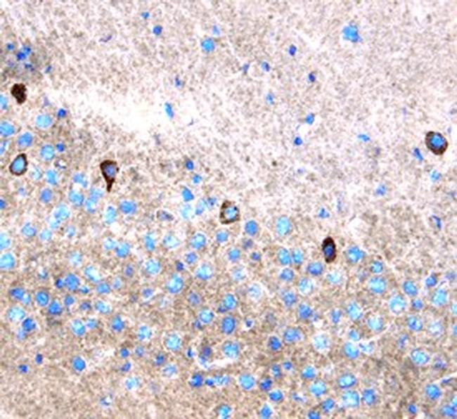 Leptin Antibody in Immunohistochemistry (Frozen) (IHC (F))