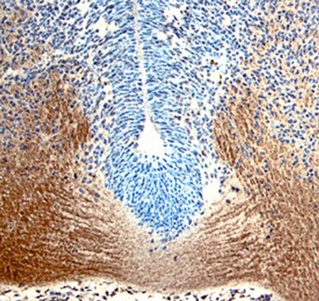 Myostatin Antibody in Immunohistochemistry (Frozen) (IHC (F))