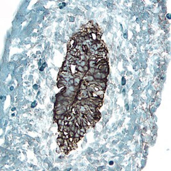 FZD1 Antibody in Immunohistochemistry (Frozen) (IHC (F))