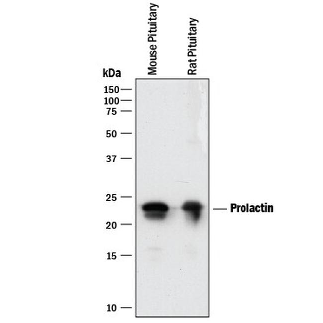 Prolactin Antibody in Western Blot (WB)