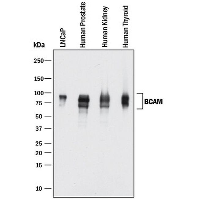 BCAM Antibody in Western Blot (WB)