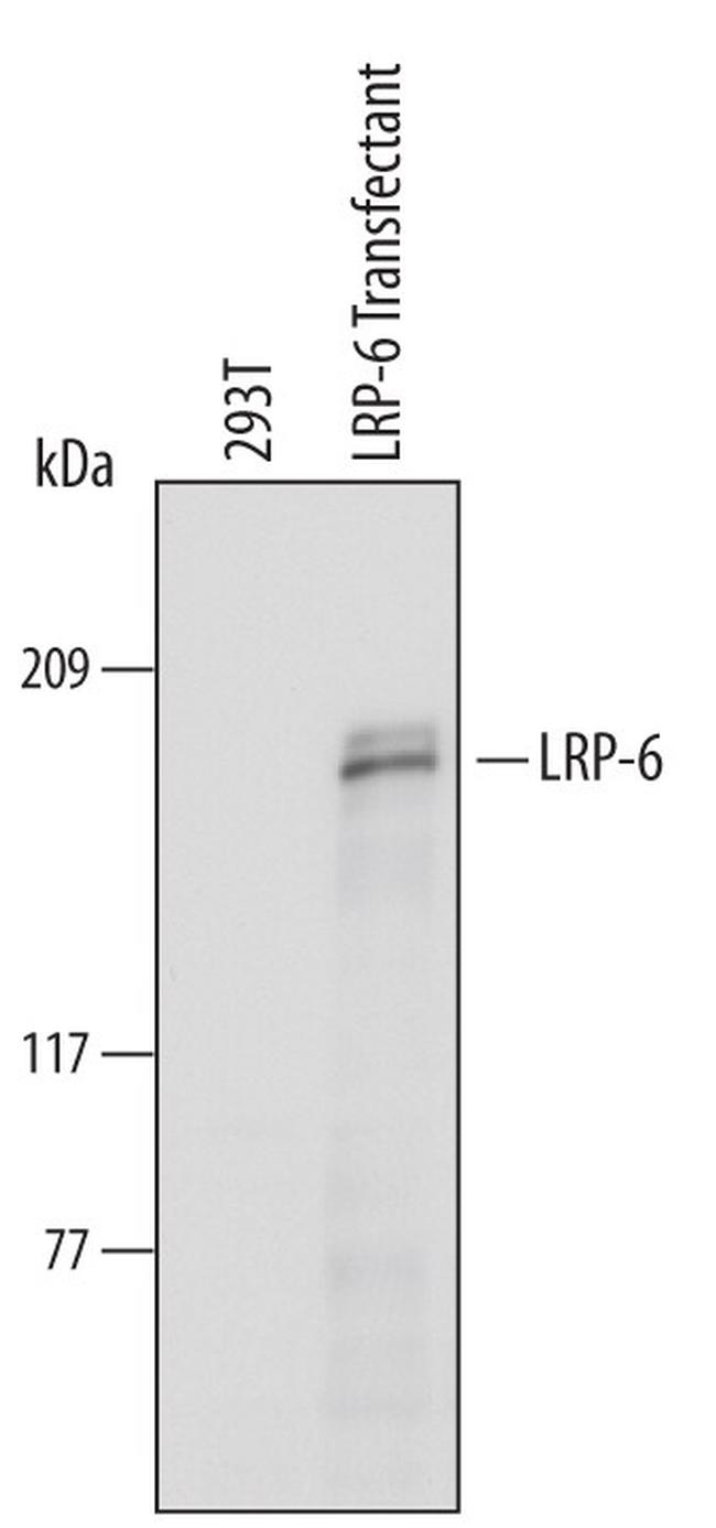 LRP6 Antibody in Western Blot (WB)